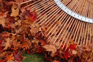 raking-leaves-snohomish